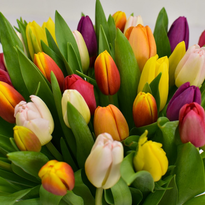 Timeless Tulips Hand-Tied
