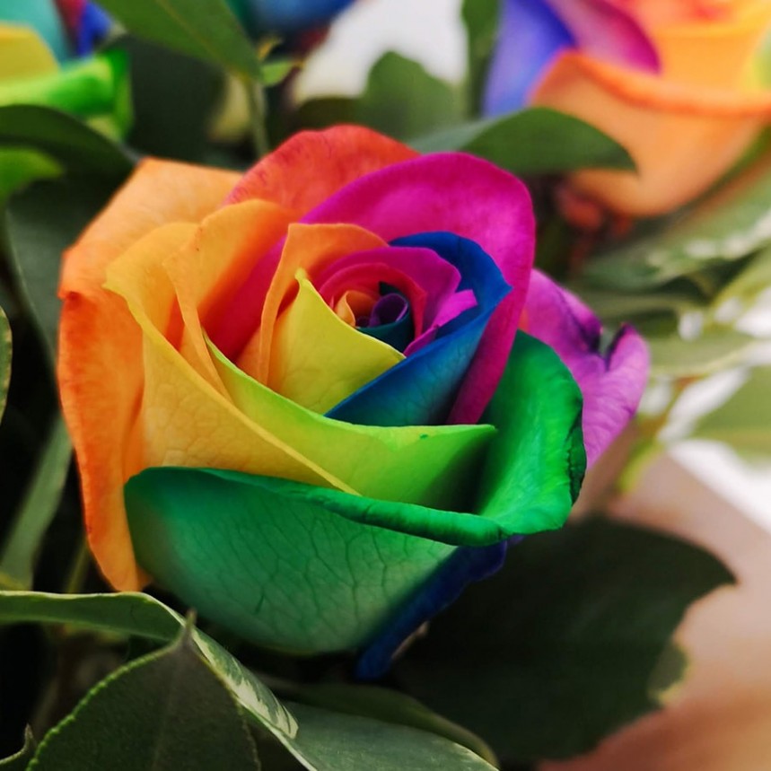 The Flower Of Love - Rainbow