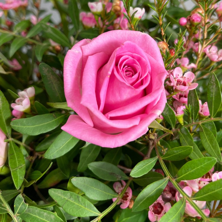 The Flower Of Love - Pink