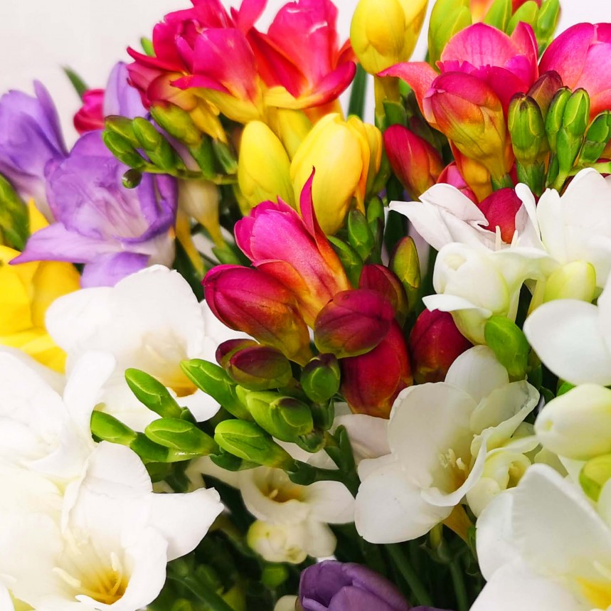 Just Freesias - Mixed