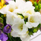 Just Freesias - Mixed