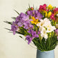 Just Freesias - Mixed